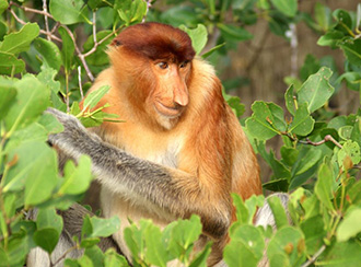 Bako National Park Flora & Fauna