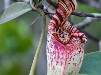 Bako National Park's Rainforest and Vegetation