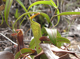 Bako National Park's Rainforest and Vegetation