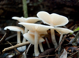 Bako National Park's Rainforest and Vegetation