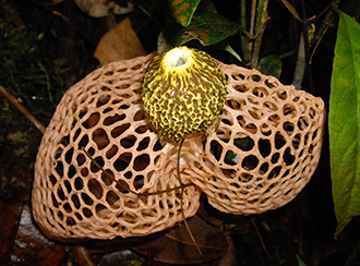 Bako National Park's Rainforest and Vegetation