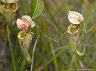 Bako National Park's Rainforest and Vegetation