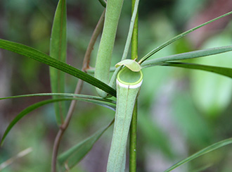 Bako National Park's Rainforest and Vegetation