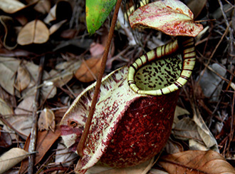 Bako National Park's Rainforest and Vegetation