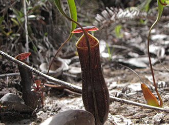 Bako National Park's Rainforest and Vegetation