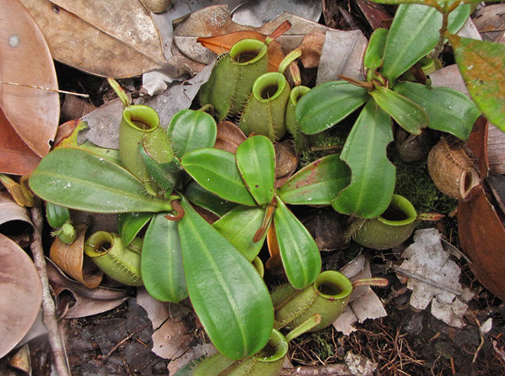 Bako National Park's Rainforest and Vegetation