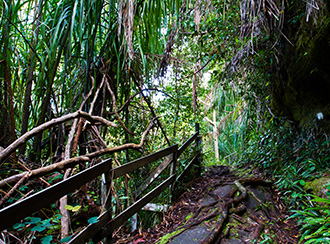 Treks and trails in Bako National Park