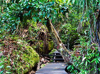 Treks and trails in Bako National Park