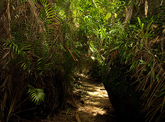 Treks and trails in Bako National Park