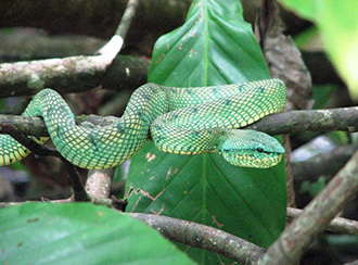 Bako National Park's Wildlife