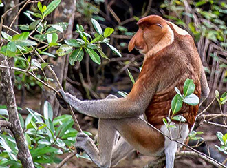 Bako National Park's Wildlife