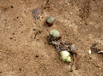 Bako National Park's Wildlife