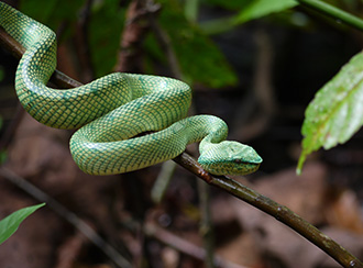 Bako National Park's Wildlife