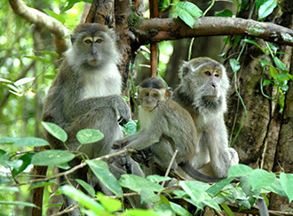 Bako National Park's Wildlife