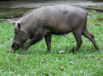 Bako National Park's Wildlife