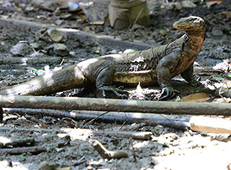 Bako National Park's Wildlife