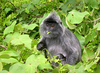 Bako National Park's Wildlife