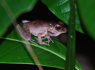 Bako National Park's Wildlife