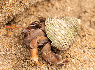 Bako National Park's Wildlife