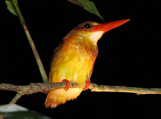 Bako National Park's Wildlife