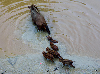 Bako National Park's Wildlife