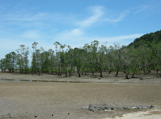 2D1N Bako National Park - Proboscis Monkey