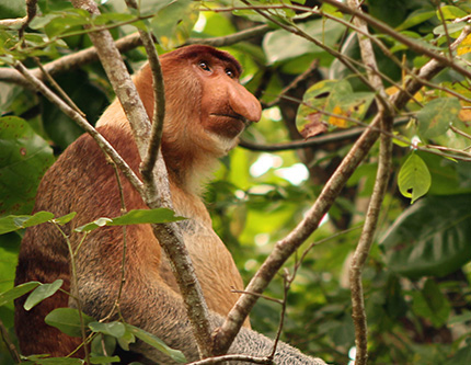 2D1N Bako National Park - Proboscis Monkey