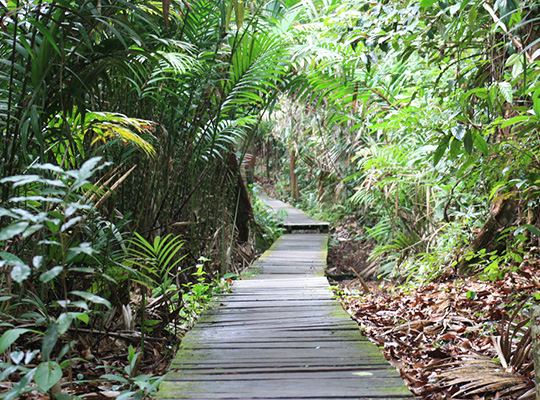 3D2N Bako National Park - Natural Trekking