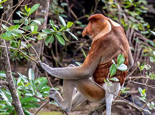 Bako National Park Day Tour